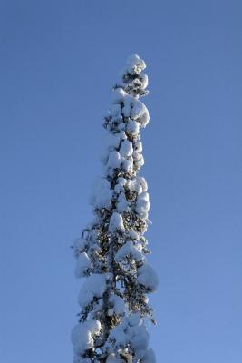 Trees and snow