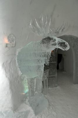 Moose of ice