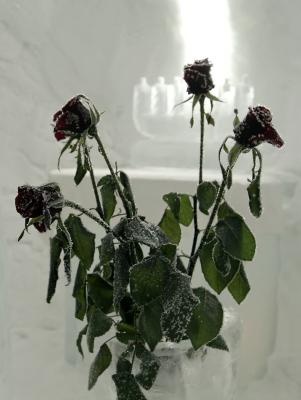 Frozen roses