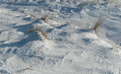 Frozen grass