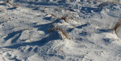 Frozen grass