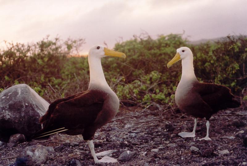 Waved Albatross pair.jpg