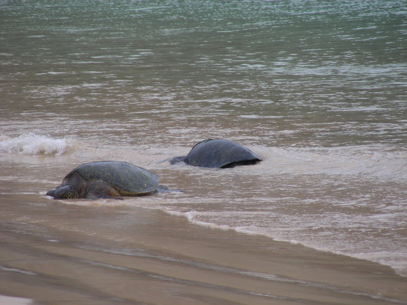 DSCN6018_Green Sea Turtles.JPG