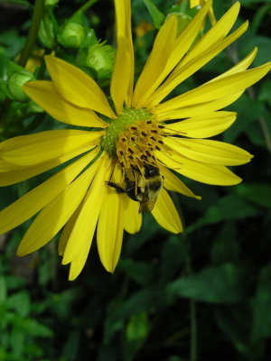 Cup Plant with bee.JPG