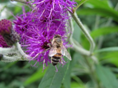 Tall Ironweed_with honey bee.JPG