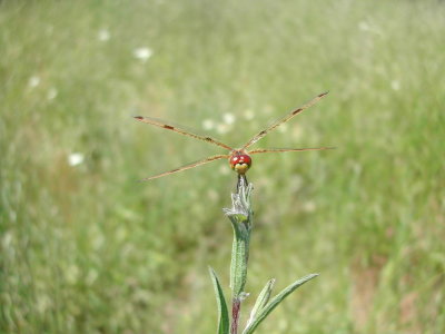 Calico Pennant _c.JPG