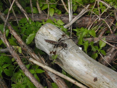 Common Whitetail female.JPG