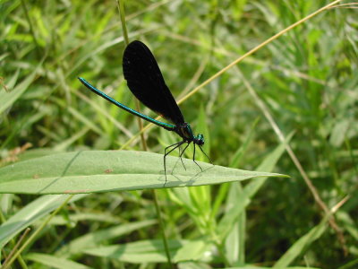 Ebony Jewelwing male.JPG