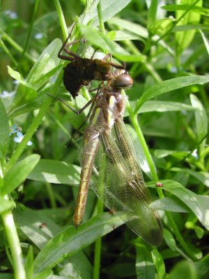 Twelve-spotted Skimmer female transforming_1.JPG