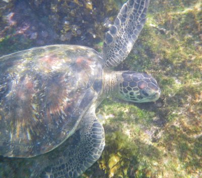 IMGP0585_Green Sea Turtle.JPG