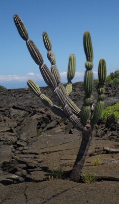 IMGP0835_Candelabra Cactus.JPG