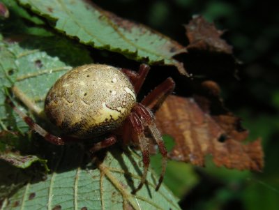 DSCN4303_araneous spider sp.JPG