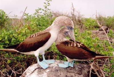 Galapagos Islands - 1996/97