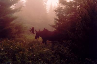 Misty Morning Moose.jpg