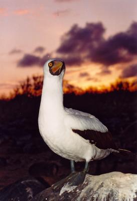 Nazca Masked Booby.jpg