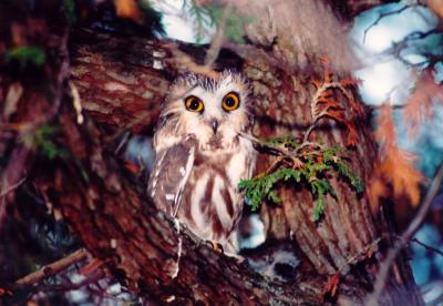 Northern Saw-whet Owl.jpg