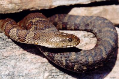 Northern Watersnake.jpg