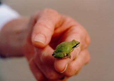 Pacific Tree Frog.jpg