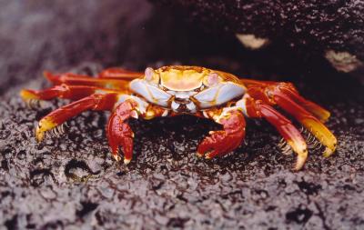 Sally Lightfoot Crab.jpg