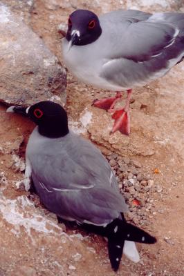 Swallow-tailed Gulls.jpg