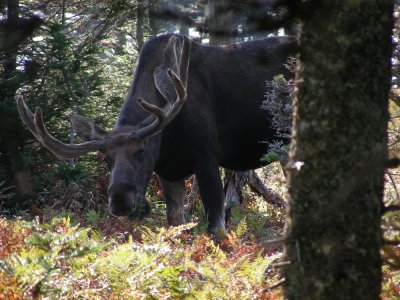 4_7_Moose on Skyline Trail.JPG