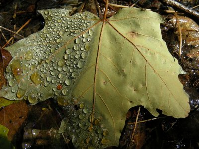 5_7_Water droplets on maple leaf.JPG