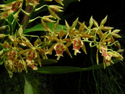 1_8_Orchids at Jardin Botanical de Quito.JPG