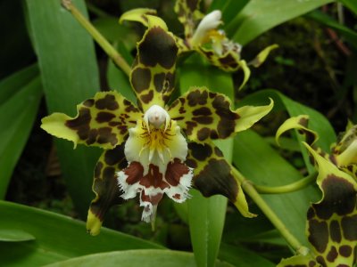 1_9_Orchids at Jardin Botanical de Quito.JPG