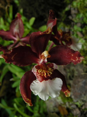 2_1_Orchids at Jardin Botanical de Quito.JPG