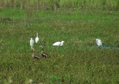 3_8_Snowy Egrets and Black-bellied Whistling Ducks.JPG