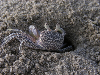 6_0_Young Ghost Crab.JPG