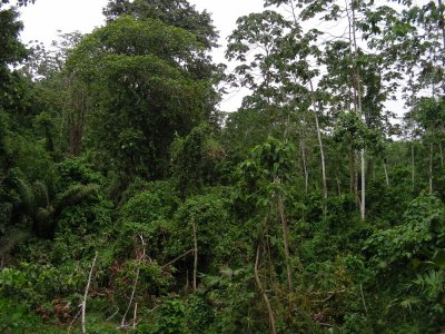 6_4_Rainforest vegetation.JPG