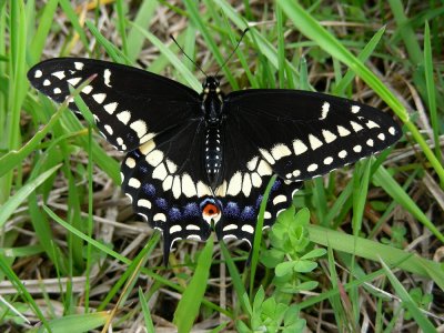 Black Swallowtail.JPG