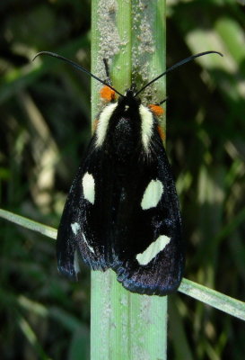 Eight-spotted Forester moth.JPG
