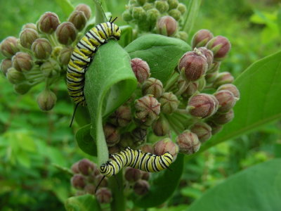 Monarch caterpillars on Common Milkweed.JPG