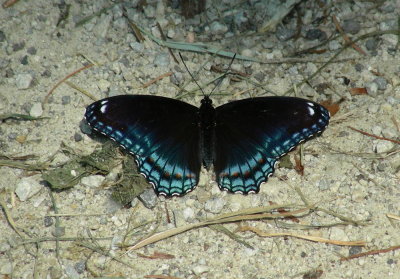 Red-spotted Purple.JPG