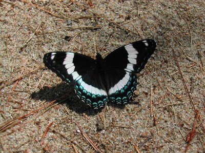 White Admiral_ Red-Spotted Purple hybrid.JPG