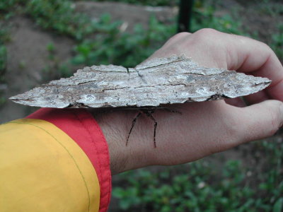 3_6c_Another giant moth spp.JPG