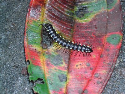 3_9_Millipede spp.JPG