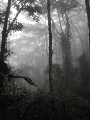 4_5_Cloud forest scenery.JPG