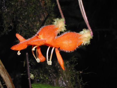 4_8_Cloud forest flowers.JPG