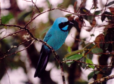 5_6_Turquoise Jay.jpg