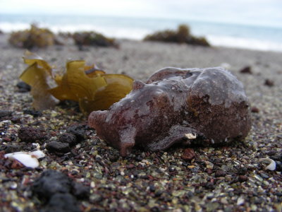 DSCN5953_beached nudibranch.JPG