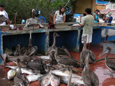 DSCN6121_Puerto Ayora Fish Market_Santa Cruz_1.JPG