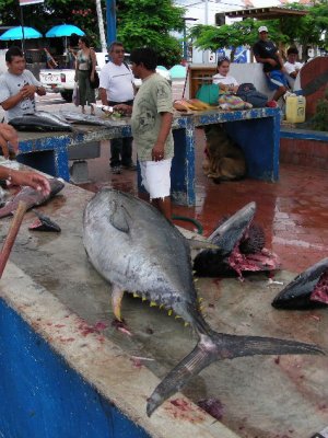 DSCN6127_Puerto Ayora Fish Market_Santa Cruz_2.JPG