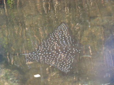 DSCN6824_Spotted Eagle Ray.JPG