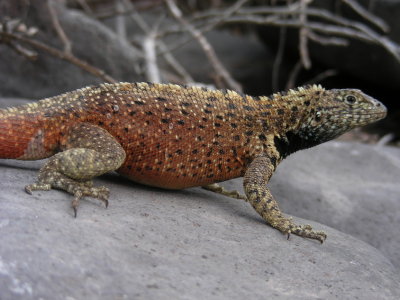 DSCN5854_Lava Lizard_male_Espanola Isl.JPG