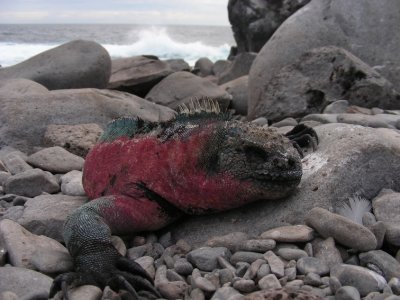 DSCN5866_Marine Iguana.JPG