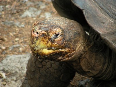 DSCN6085_Galapagos Tortoise close-up.JPG