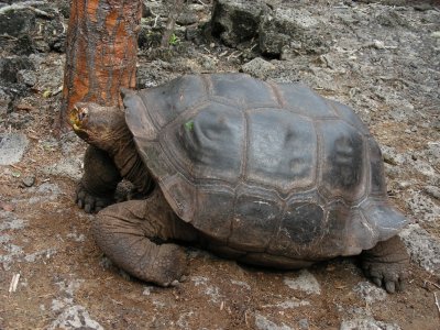 DSCN6087_Galapagos Tortoise.JPG